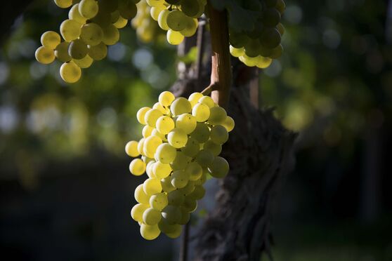 Což takhle dát si Sauvignon