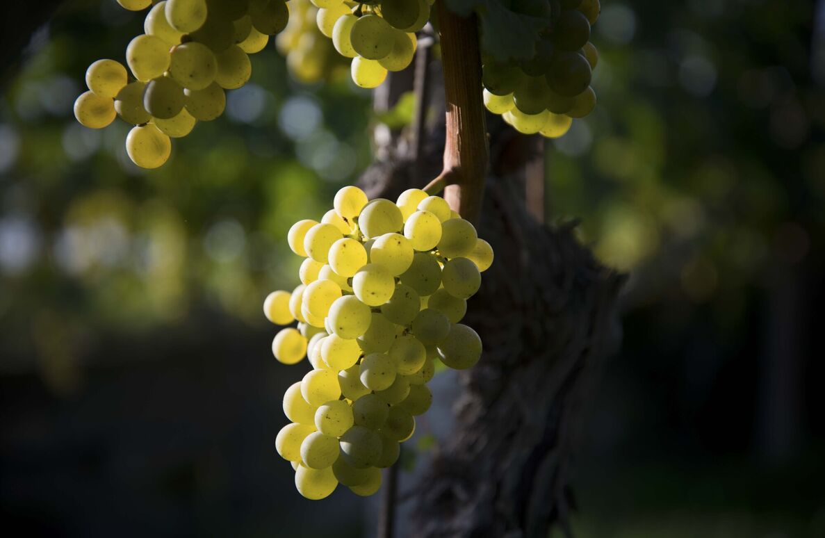 Což takhle dát si Sauvignon