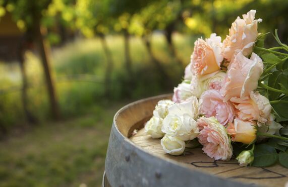 Růžová vína v našem portfoliu